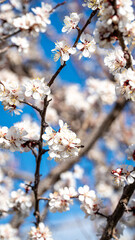 cherry blossom in spring