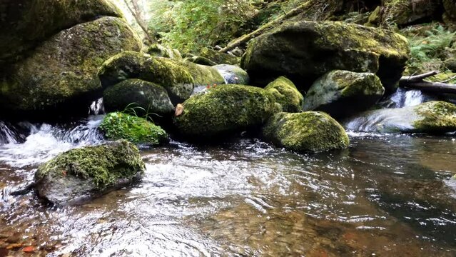 Filmmaterial von Naturschutzgebiet Wildbachklamm Buchberger Leite in Ringelai im Bayerischen Wald, Deutschland