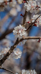 cherry blossom in spring