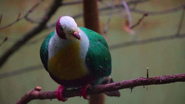 A colourful Pink-headed fruit-dove resting on a branch looking around