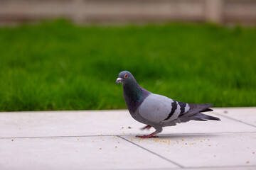 Close up of a European grey Pigeon on a white patio with a grass background