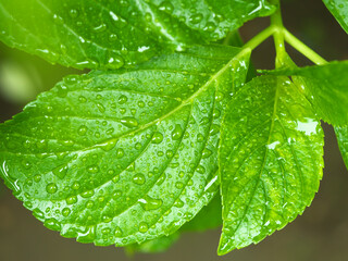 雨水に滴るあじさいの葉