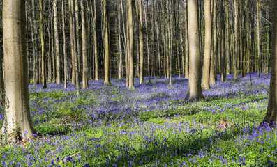 Bluebell forest in Belgium. Hallerbos landscape with beautiful purple flower carpet.