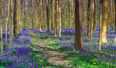 Bluebells of Belgium Blue Forest. Hiking path through amazing colorful Hallerbos.
