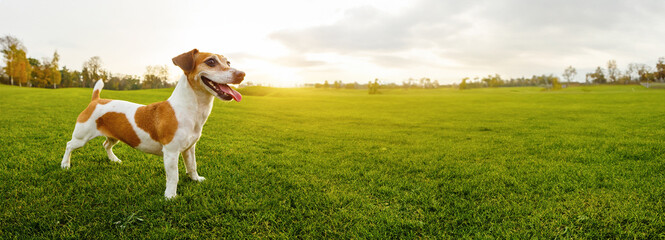young dog in sunset sunbeams stands in full growth on green natural meadow with bright grass....