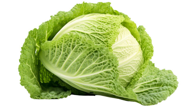A vibrant head of cabbage resting on a clean white background