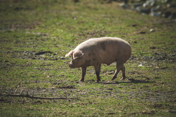 grazing pig at a sunny spring day on a alp in austria