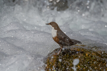 dipper among the splashes of water