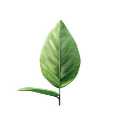 Green leaf on transparent backdrop