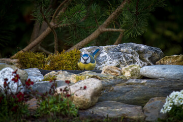 titmouse, cyanistes caeruleus,  is drinking water at a birdbath in the garden at spring day