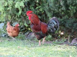 Rooster and hen in the grass