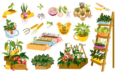 Set of garden wooden boxes with plants and veggies