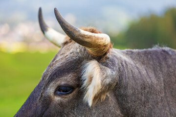 Kuh von der Seite - Horn - Detail - Allgäu 
