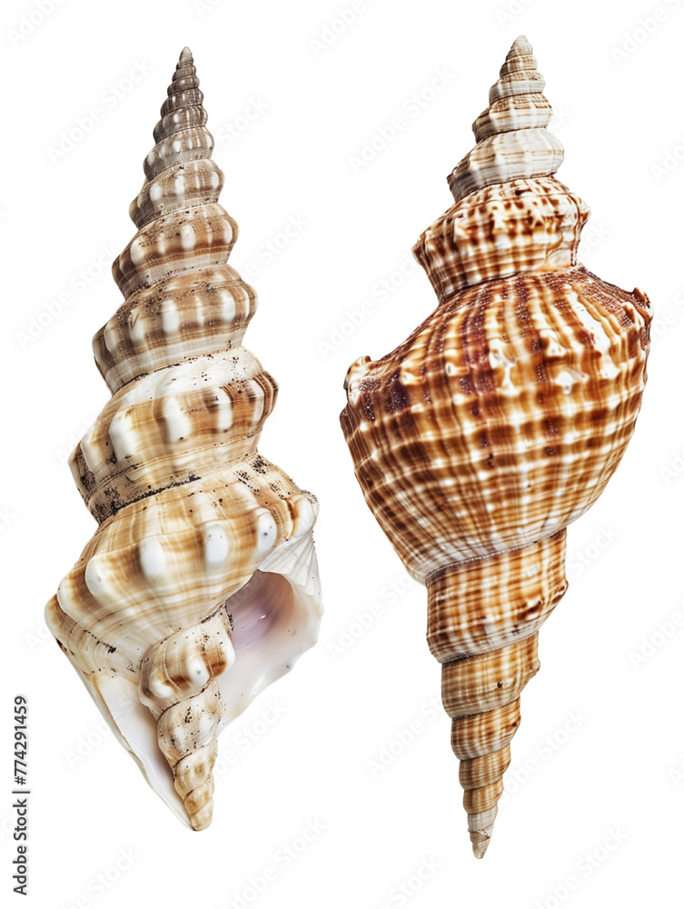 Poster a collection of seashells in various shapes and sizes, isolated on a white background