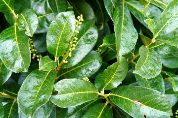 green leaves with few drops