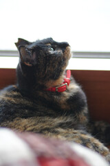 窓際で座っているトーティシェルの猫