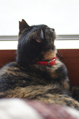 窓際で座っているトーティシェルの猫