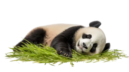 Foto op Plexiglas A panda bear luxuriates on a lush pile of vibrant green grass © momina