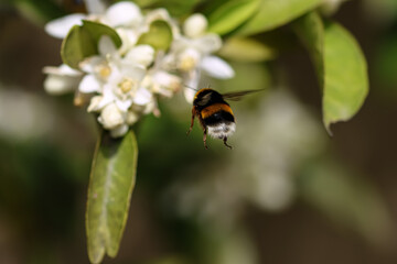 A bumblebee on orange blossoms. Spring.