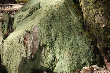 Souche remplie de lichen en forêt