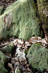 Souche remplie de lichen en forêt