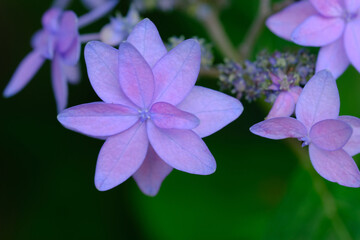 梅宮大社神苑の紫陽花の花のクローズアップ