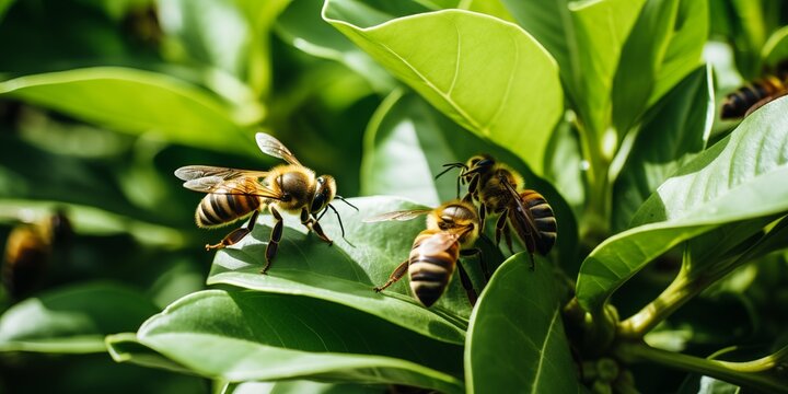 Bees gathering honeydew honey from green leaves background