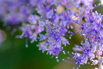 紫の紫陽花の花のクローズアップ