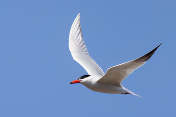 Caspian Tern
