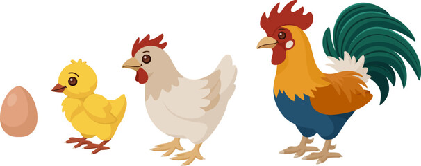 Cute chicken family - egg, chick, hen and rooster. The process of growing a chicken. Vector cartoon illustration.