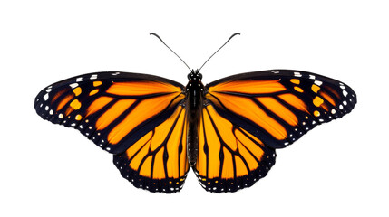 A large, vibrant orange butterfly elegantly flies through the air