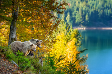 Two brown bears in the autumn forest with  big lake. Animal in nature habitat. Wildlife scene - 774297281