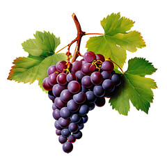 red grapes with leaves