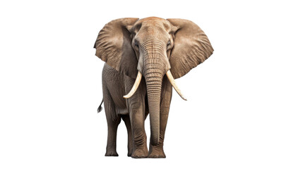 A majestic elephant with tusks stands proudly in front of a white background