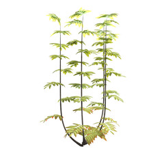 3d render green leaf bush fine isolated
