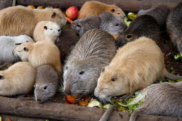 group of muskrats eating fresh fruits and sald