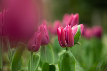 pink tulips, spring flowers