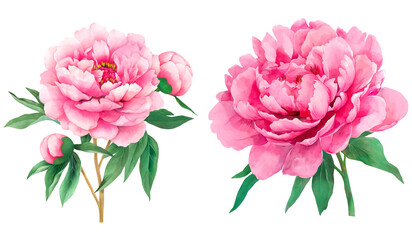 Set of pink peonies with stem and green leaves in watercolor.