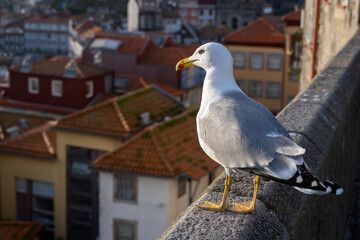 seagull in the city admiring the sunset in Porto