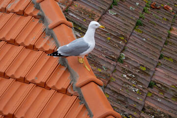seagull on the roof
