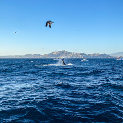 Fototapeta na wymiar Humpback Whales Breaching in Cabo San Lucas