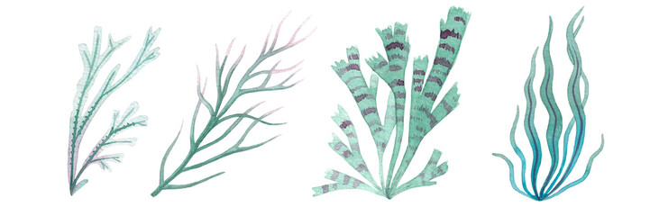 Set of hand drawn seaweed different shapes and types, underwater life watercolor illustration isolated on white background - obrazy, fototapety, plakaty