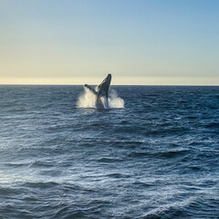 Humpback Whales Breaching in Cabo San Lucas