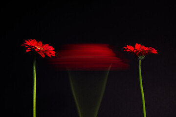 Gerbera Statisch und in Rotation mit langer Belichtung.