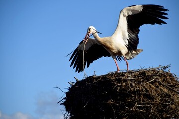 Cigüeña en su nido