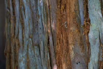 Redwood bark close-up.  Northern California.  
