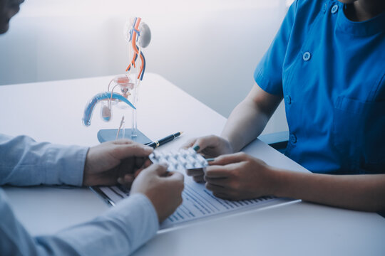 Doctor uses anatomical model to explain male urinary system. Model labeled with parts, doctor points and explains how they work together for urinary function, ensuring patient comprehension.