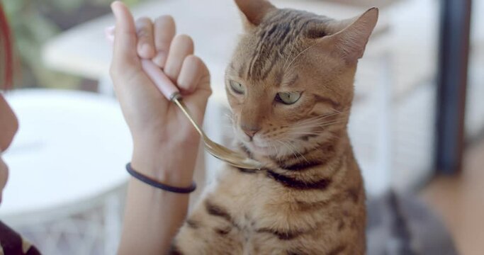 Yellow and black cat eat food from a spoon.Cat in the house licks a white food with a tongue from a spoon in the afternoon.eats a delicious lunch close-up.Close up woman hand feeding a cat.