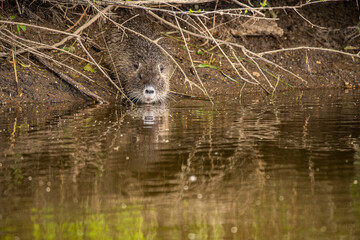 Nutria (Myocastor coypus) sitzt am Ufer, Spiegelung im Wasser