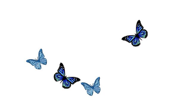Animated Video - Blue Butterflies